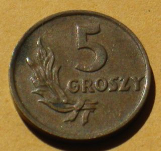 Old Coin Of Poland - 5 Groszy 1949 Bronze photo