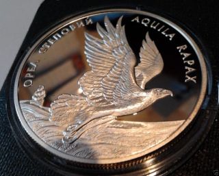 Aquila Rapax Steppe Eagle Ukraine 1999 Silver 1oz Proof 10 Uah Coin Fauna Km 90 photo