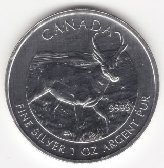 2013 Canada $5 Wildlife Series Antelope 1 Troy Oz Silver Bullion Coin photo