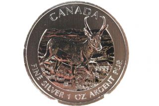 2013 Canada 5 Dollar Wild Life Maple Leaf Antelope 1oz Pure Silver N.  R. photo