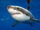2014 1/2 Oz Silver Australian Great White Shark - Ready To Ship Coins: World photo 2