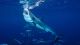 2014 1/2 Oz Silver Australian Great White Shark - Ready To Ship Coins: World photo 3