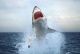 2014 1/2 Oz Silver Australian Great White Shark - Ready To Ship Coins: World photo 4