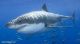 2014 1/2 Oz Silver Australian Great White Shark - Ready To Ship Coins: World photo 5