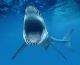2014 1/2 Oz Silver Australian Great White Shark - Ready To Ship Coins: World photo 6