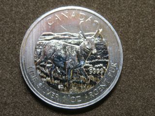 2013 1 Oz Canadian Wildlife Pronghorn Antelope Silver Maple Leaf Coin $5 Canada photo