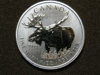 2012 1 Oz Canadian Wildlife Moose Silver Maple Leaf Coin $5 Canada photo