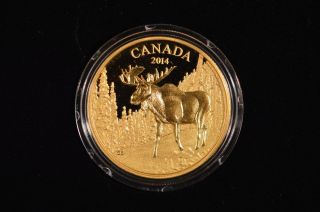 Canada 2014 $350 35 Grams.  99999 Fine Gold Majestic Moose 294 Out Of 600 photo