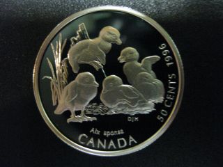 1996 Little Wild Ones - Canada Silver 50 Cent Coin - Wood Duck photo