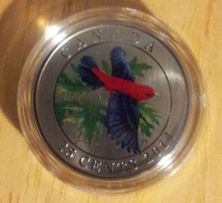 The Scarlet Tanager 2014 25 Cent Coloured Coin Only 17,  500 Minted photo