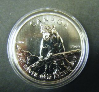 2012 Canada $5 Cougar 1oz.  9999 Fine Silver Bullion Coin In Capsule Round Dollar photo