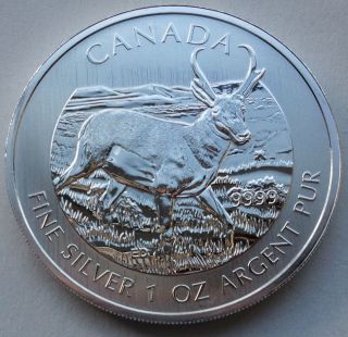 2013 1 Oz Silver Antelope Canadian Wildlife Series $5 Canada Coin.  A112 photo