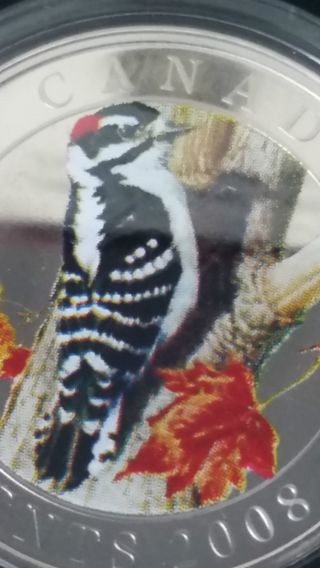 2008 25cent Downy Woodpecker photo