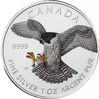 1 Oz Silver Color Coin Canada Birds Of Prey - Peregrine Falcon Colored 2014 photo