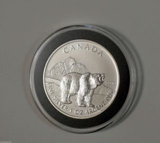 2011 Pure Slver Grizzly - Royal Canadin photo