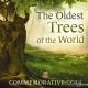 Armenia 2014 Oldest Trees Of The World - Skhtorashen Platanus 1 Oz Silver Proof Australia & Oceania photo 3