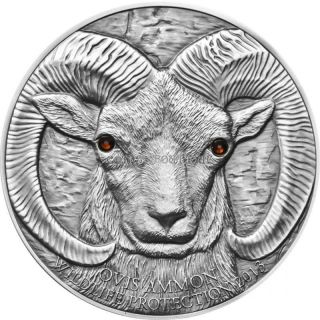 Argali Ovis Ammon Wildlife Protection Silver Coin 500 Togrog Mongolia 2013 photo