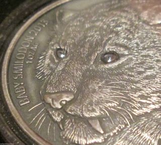 2013 Burkina Faso Baby Smilodon Saber Toothed Tiger 1 Oz.  999 Silver Coin 500 Pc photo