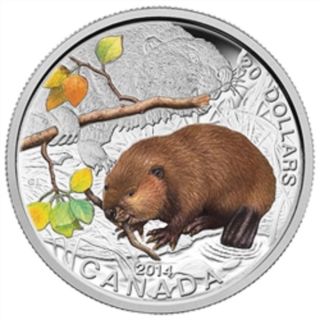 2014 $20 Fine Silver Coin 1 Oz Baby Animals: The Beaver ' 14 Rcm Canadian photo