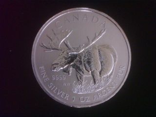 2012 1 Oz Silver Canadian Moose Coin Bu - Wildlife Series photo