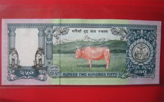 Nepal 1997 250 Rupees Bank Note Cu Crisp Uncirculated Banknote Pink Cow Currency photo