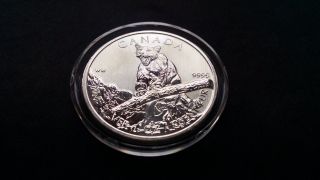 2012 1 Oz.  Silver Canadian Wildlife Series Cougar Coin photo