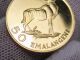 1975 Swaziland 50 Emalangeni Gold Proof Coin.  Birth/sobhuza Ii.  Agw.  1247 Tr Oz Africa photo 2