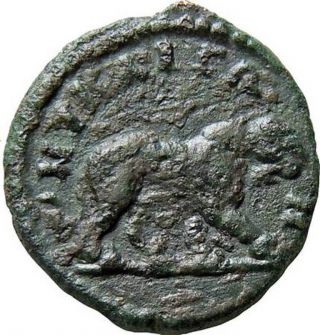 Septimius Severus 193 - 211 Ad.  Pautalia Thrace Lion Authentic Ancient Roman Coin photo