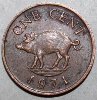 Bermuda One Cent Coin,  1971 - Km 15 - Elizabeth Ii - Wild Boar - 1 Penny photo