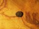 Rare Ancient Roman Coin 307 - 337 A.  D.  Constanoplis Victory Shield Now Coins: Ancient photo 6