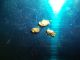1.  5 Grams Alaska Natural (3) Gold Nuggets Low Starting Price Capsule Gold photo 1