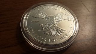 2014 Birds Of Prey - Peregrine Falcon 1oz.  9999 Silver Coin Capsule photo