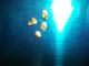 1.  3 Grams Alaska Natural Gold Nuggets.  4 Nuggets,  Capsule. Gold photo 1