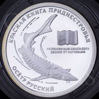 Transnistria 2008 10 Rub Sturgeon Fish Flora And Fauna Proof - Like Silver Coin photo