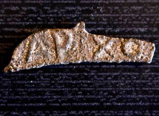 Rare Ancient Greek Skythia Sarmathia Olbia Apixo Dolphin Coin 437 - 410 Bc Cast photo