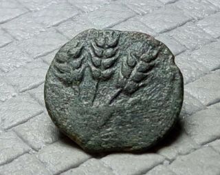 Bronze Agrippa I Jewish Prutah Coin 265 photo