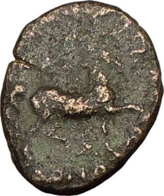Kassander 319bc Macedonian King Ancient Greek Coin Hercules Horse I17795 photo