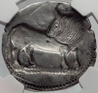 Sybaris In Lucania Archaic 550bc Authentic Ancient Silver Greek Stater Coin Ngc photo