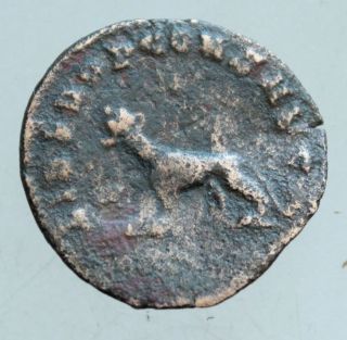 L6 Gallienus Ae 21mm Antoninian Panther Rare Tma photo
