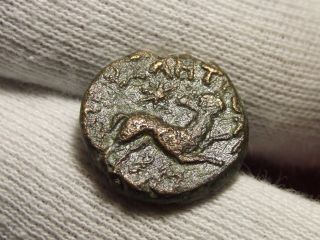 Roman Rule Seleucis Pieria Antioch Æ18 Head Of Zeus Ram Running Coin To Identify photo