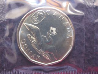 2014 $1 Lucky Loonie photo