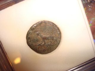 Slabbed Ancient Roman Coin 1,  680 Years Old Gallienus Antelope Walking Left Rare photo