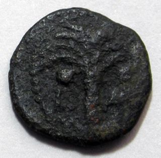 Judea Prutah Jerusalem Ancient Coin Æ Procurators M Ambibulus 9 - 12 Ad 1983 - 994 photo