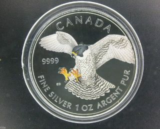 2014 Canada $5 Peregrine Falcon Color 1 Oz Silver.  9999 Birds Of Prey photo