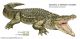 2014 1oz Silver Australian Saltwater Colorized Crocodile - In Hand Ready To Ship Silver photo 5