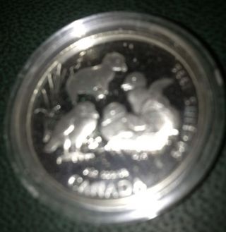 Canada 1996 St.  Silver Little Wild Ones Half Dollar/fifty Cent Coin Elizabeth Ii photo