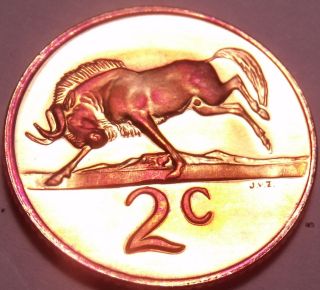 Rare Proof South Africa 1980 2 Cents Only 5,  000 Ever Minted Black Wildebeest F/s photo