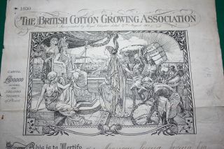 Uk The British Cotton Growing Association 1905 20 Shares Certificat photo