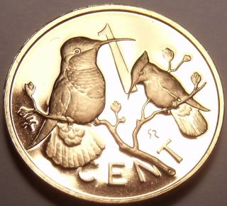 Rare Cameo Proof British Virgin Islands 1979 Cent Hummingbird 5,  304 Minted Fr/sh photo