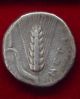 Metapontum,  Lucania Ar Silver Stater Nomos Leukippos 330 B.  C. Coins: Ancient photo 1